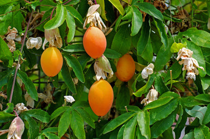 10 Passionflower / Passion fruit (Passiflora Caerulea) Seeds