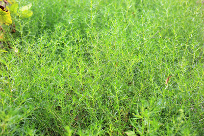 75 Okahijiki / Land Seaweed (Salsola Komarovii) Seeds