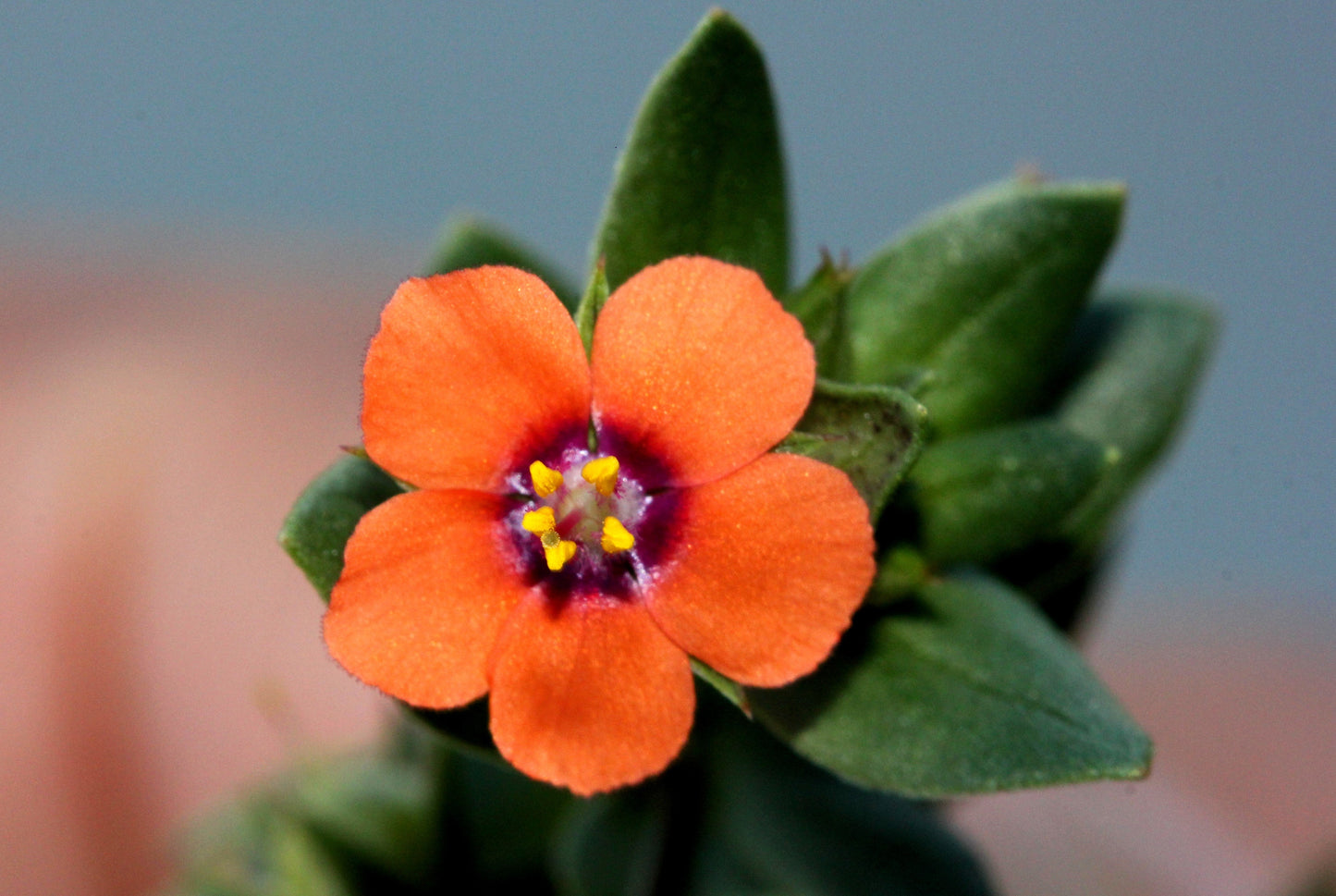 100 Scarlet Pimpernel (Adders Eyes; Anagallis Arvensis) Seeds