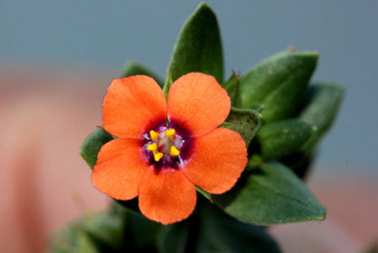 100 Scarlet Pimpernel (Adders Eyes; Anagallis Arvensis) Seeds