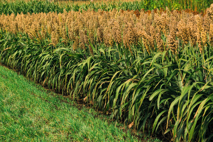 1 Lb  Honey Drip Sorghum (Sorghum Bicolor) Seeds