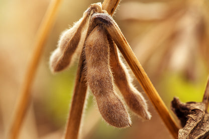 20 Korean Black Soybean (Glycine Max) Seeds