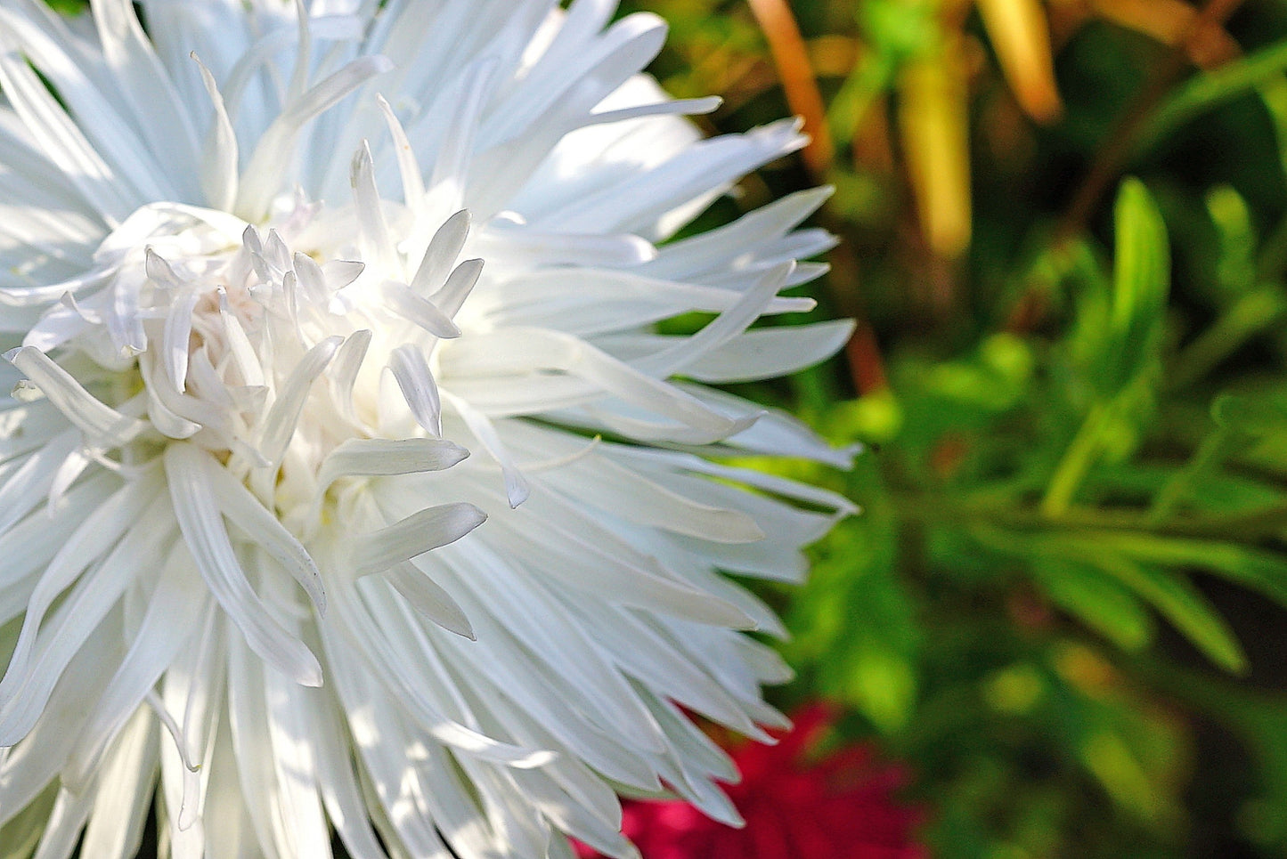 30 White Needle Aster (Callistephus Chinensis) Seeds