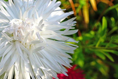 30 White Needle Aster (Callistephus Chinensis) Seeds