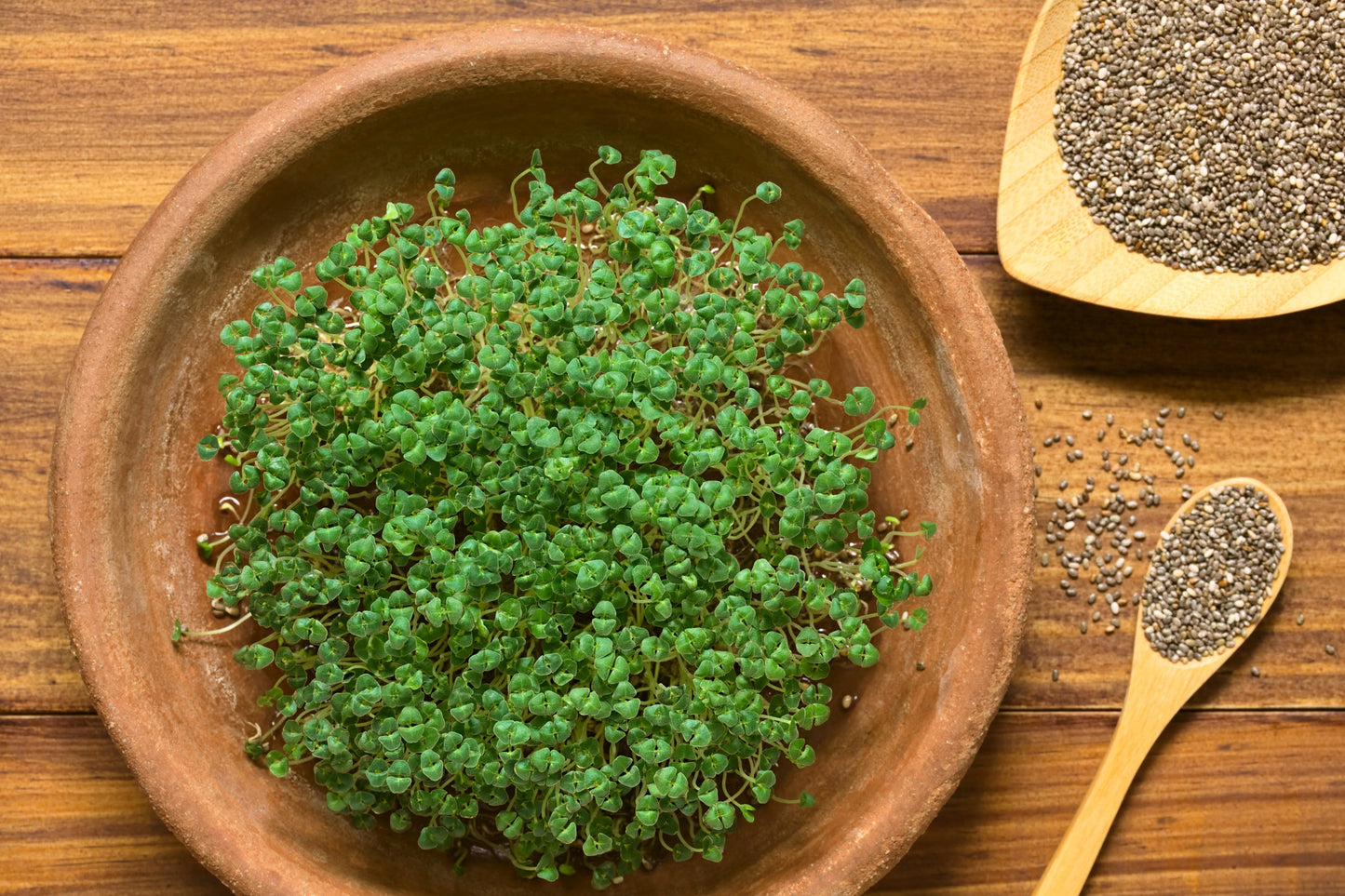 1000 Chia (Salvia Hispanica) Seeds