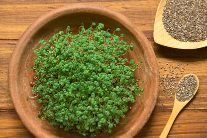 1000 Chia (Salvia Hispanica) Seeds