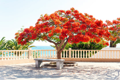 10 ROYAL POINCIANA TREE Delonix Regia aka Red Flame Flamboyant Tree Peacock Flower Seeds