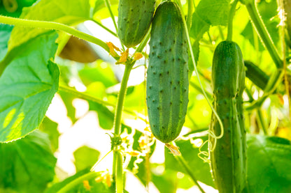 200 Marketmore 76 Cucumber (Cucumis Sativus) Seeds