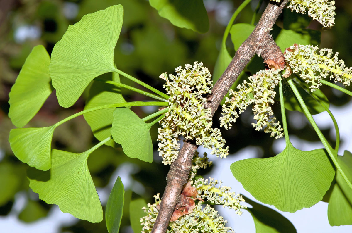 Ginkgo (Ginkgo biloba) Seeds – 10 ct