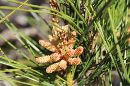 10 Japanese Black Pine Tree (Pinus Thunbergii) Seeds
