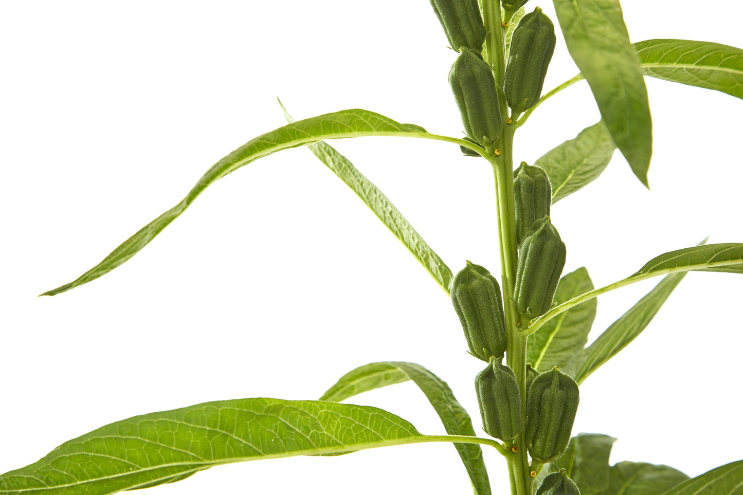 1500 Sesame Seed (Sesamum Indicum) Seeds
