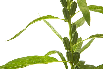 1500 Sesame Seed (Sesamum Indicum) Seeds
