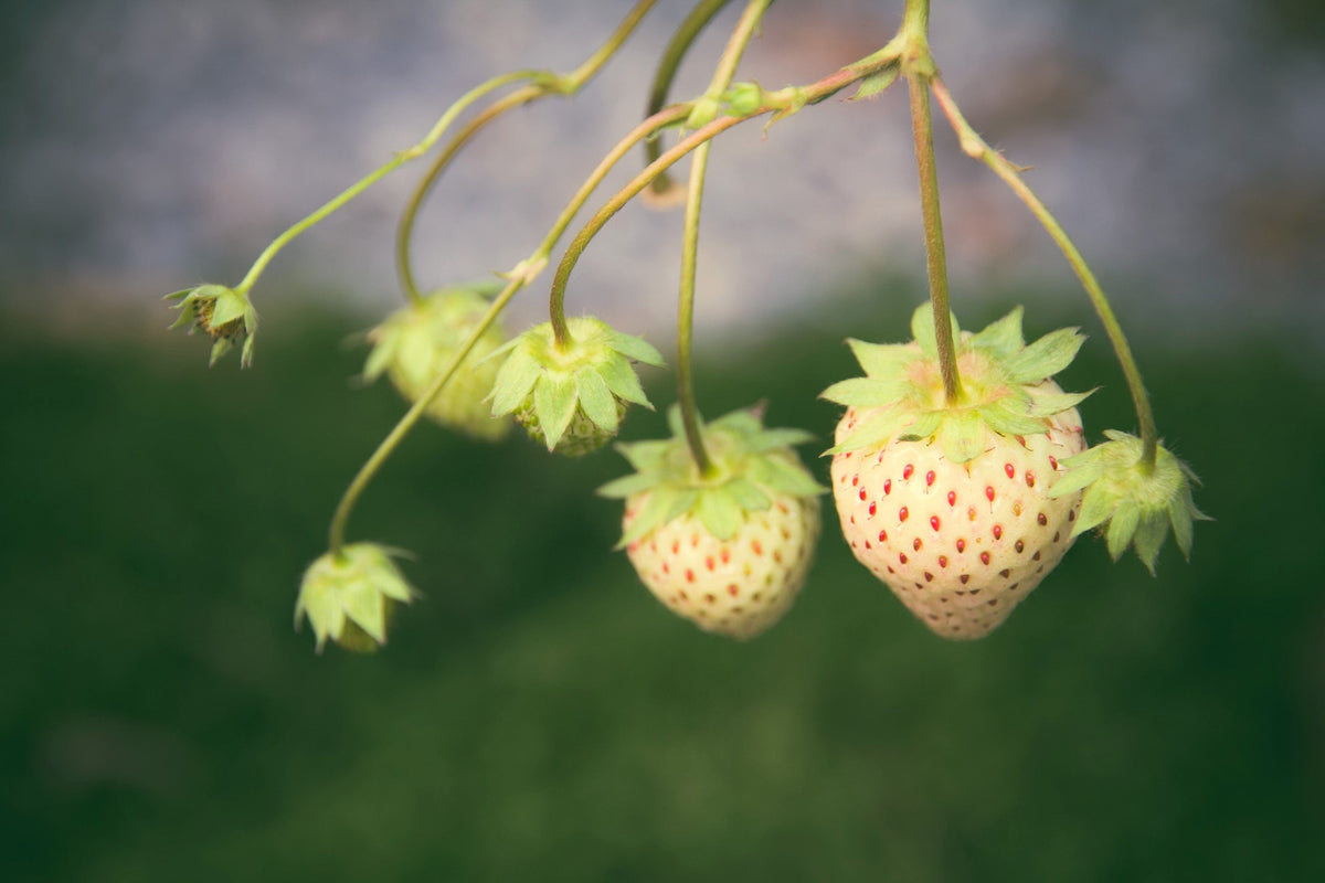 100 WHITE SOUL STRAWBERRY Fragaria Vesca Fruit Flower Berry Seeds
