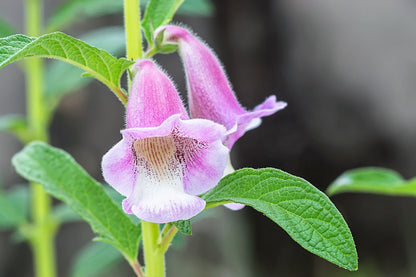 1500 Sesame Seed (Sesamum Indicum) Seeds