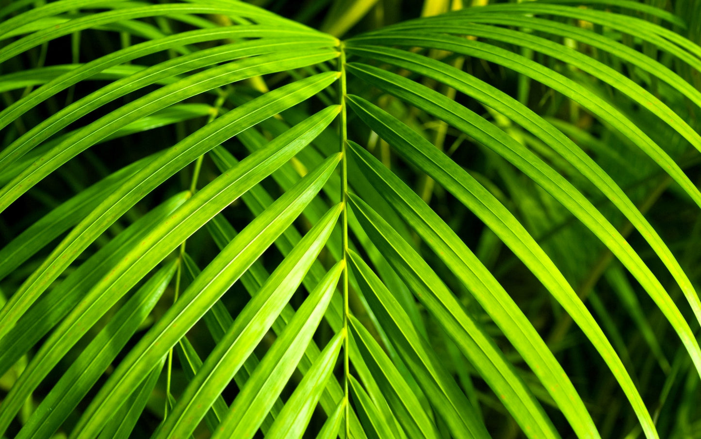 15 Parlor Palm (Chamaedorea Elegans) Seeds