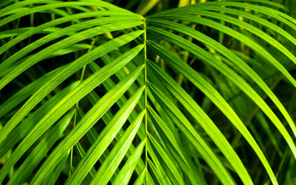 15 Parlor Palm (Chamaedorea Elegans) Seeds