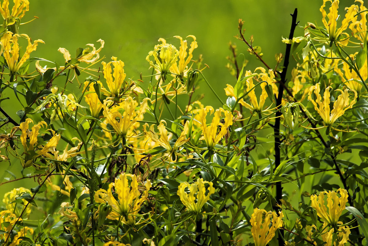 10 YELLOW GLORIOSA LILY Flame Lily Gloriosa Lutea Flower Vine Seeds