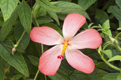 Ambrette (Musk Mallow) (Abelmoschus moschatus) Seeds – 40 ct
