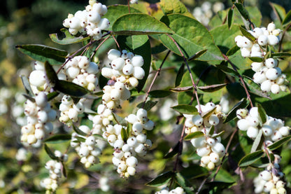 25 Common Snowberry (Symphoricarpos Alba) Seeds