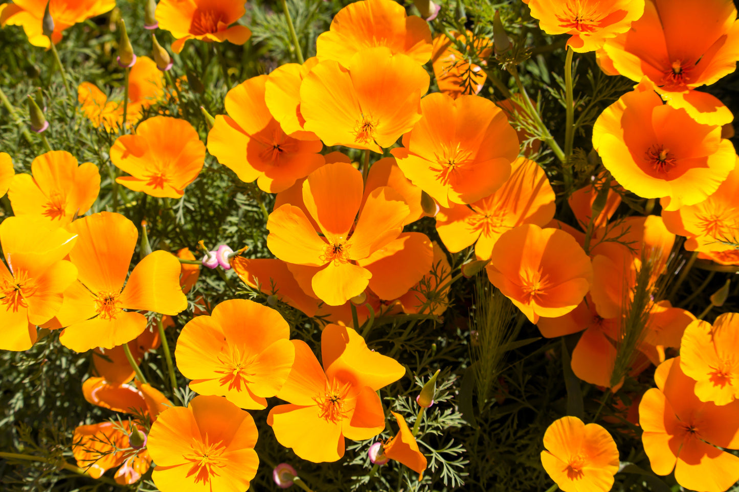 1000 Orange California Poppy (Eschscholzia Californica) Seeds