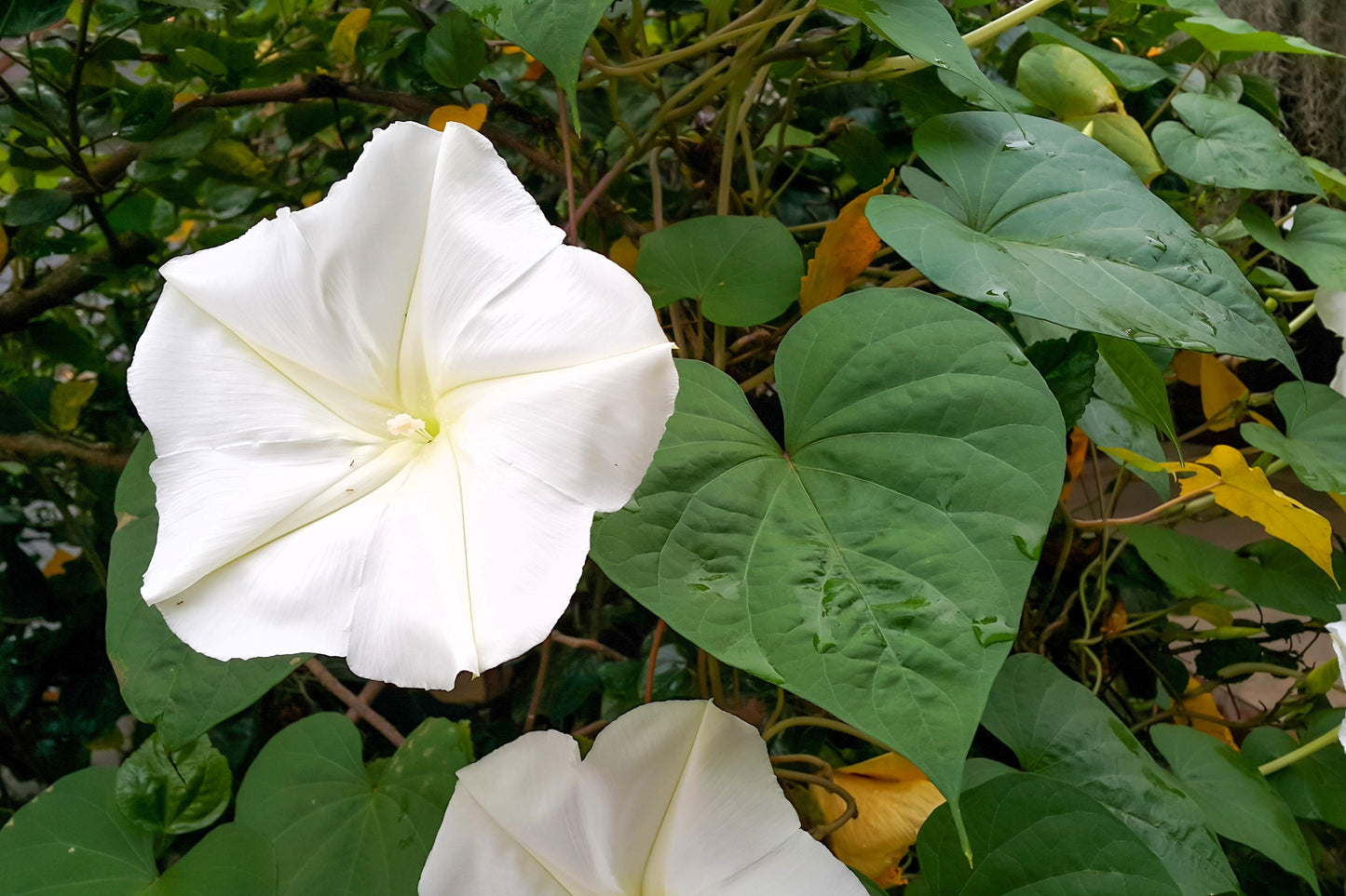 50 Moon Flower (Ipomoea Alba) Seeds