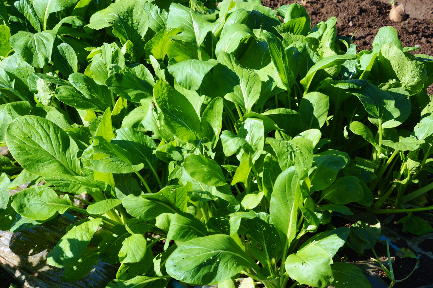 1500 Spinach Mustard Tendergreen (Brassica Rapa) Seeds