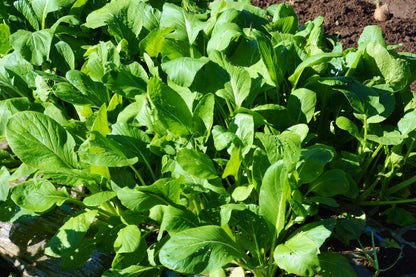 1500 Spinach Mustard Tendergreen (Brassica Rapa) Seeds