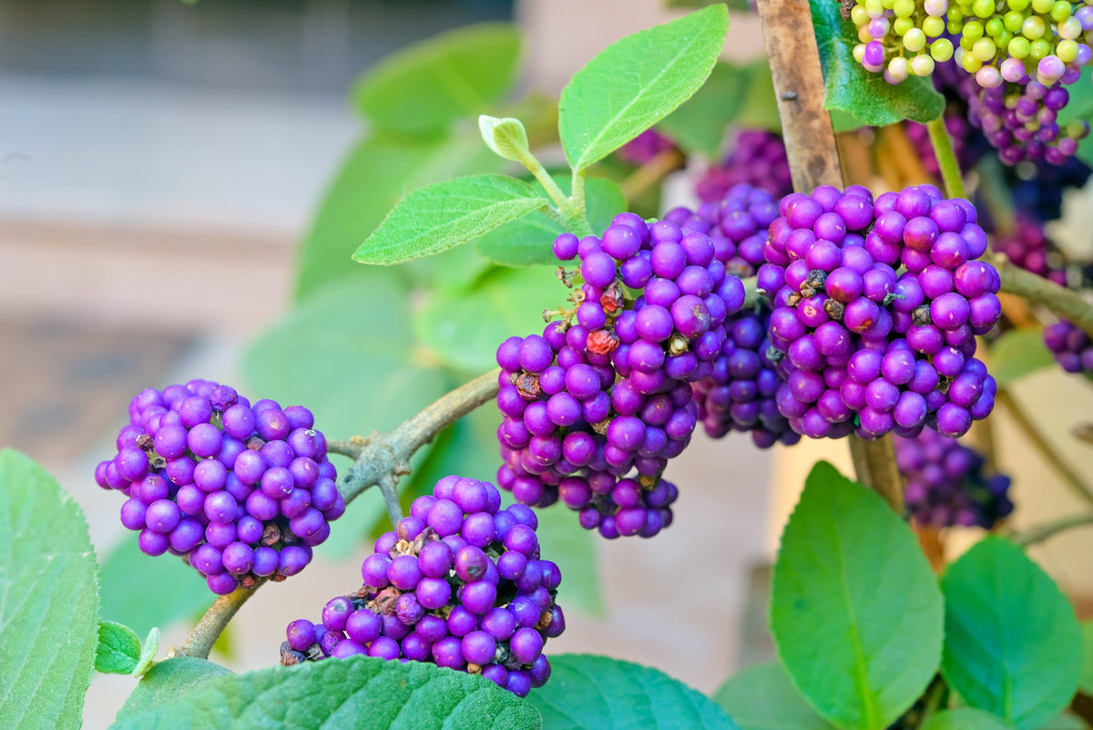 American Beautyberry (Callicarpa americana) Seeds – 40 ct