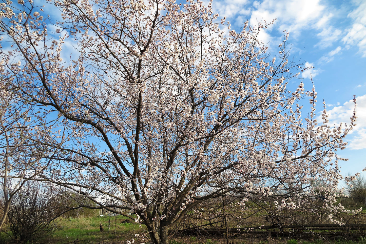 5 Common Apricot Tree (Prunus Armeniaca) fSeeds