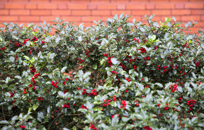 40 English Holly (Ilex Aquifolium) Seeds