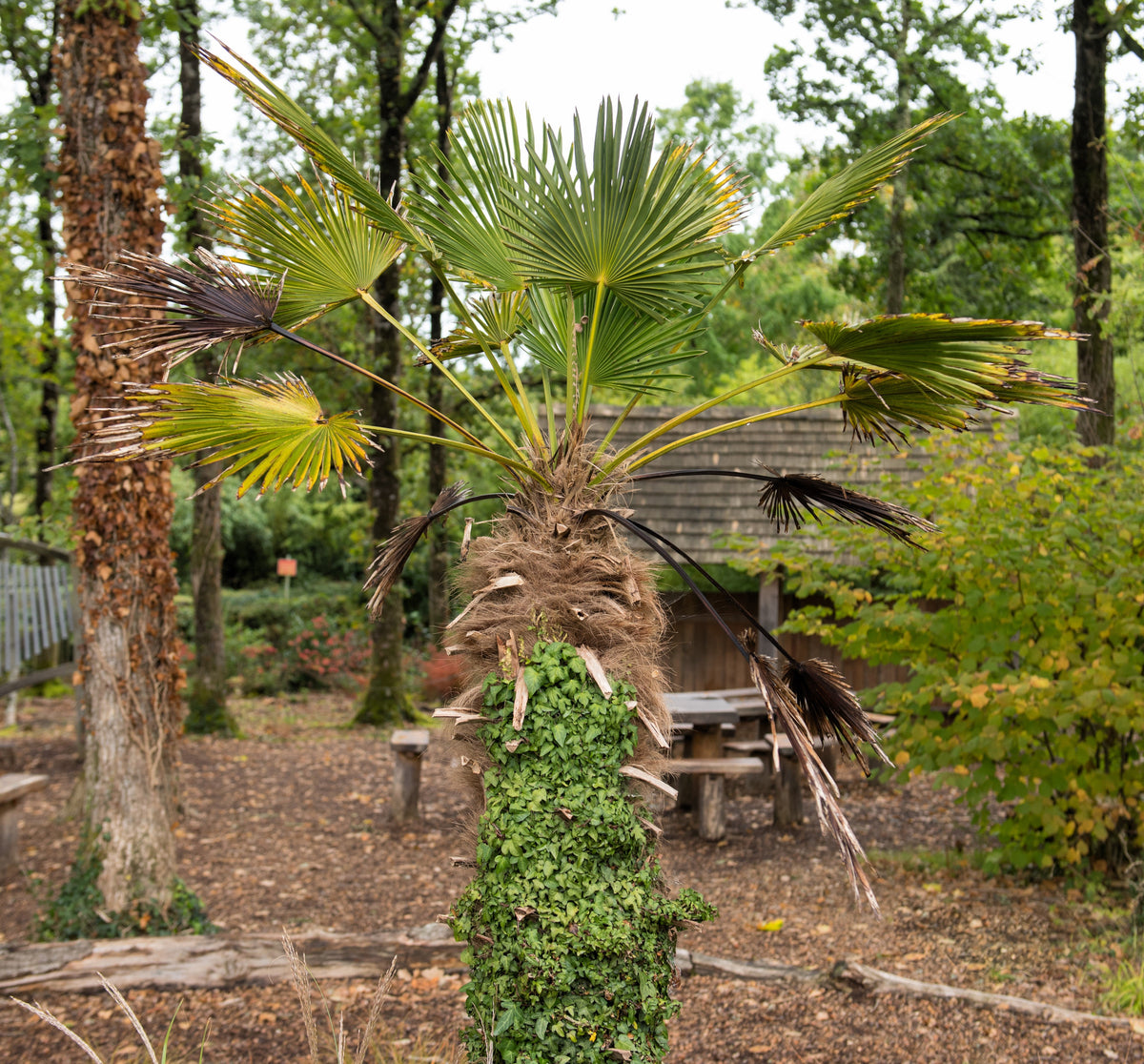 Wagner Windmill Palm (Trachycarpus fortunei 'Wagnerianus') Seeds – 10 ct