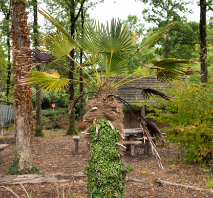 Wagner Windmill Palm (Trachycarpus fortunei 'Wagnerianus') Seeds – 10 ct
