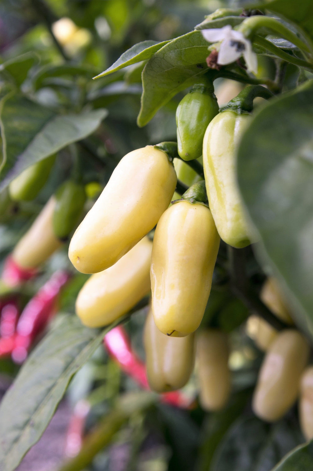 White Habanero Pepper (Capsicum chinense) Seeds – 50 ct