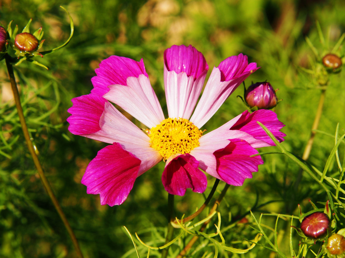 Seashells Cosmos (Cosmos bipinnatus) Seeds – 200 ct