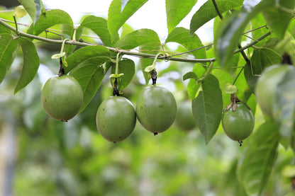 10 Purple Passion Flower (Granadilla Passiflora Incarnata) Seeds