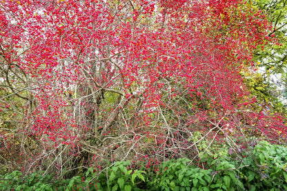 25 EUROPEAN SPINDLE TREE Euonymus Europaeus Spindletree Pink & Orange Flower Shrub Seeds