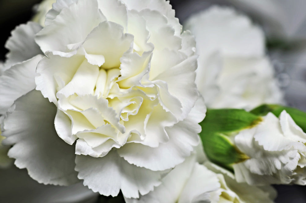 50 White Carnation (Dianthus Caryophyllus) Seeds