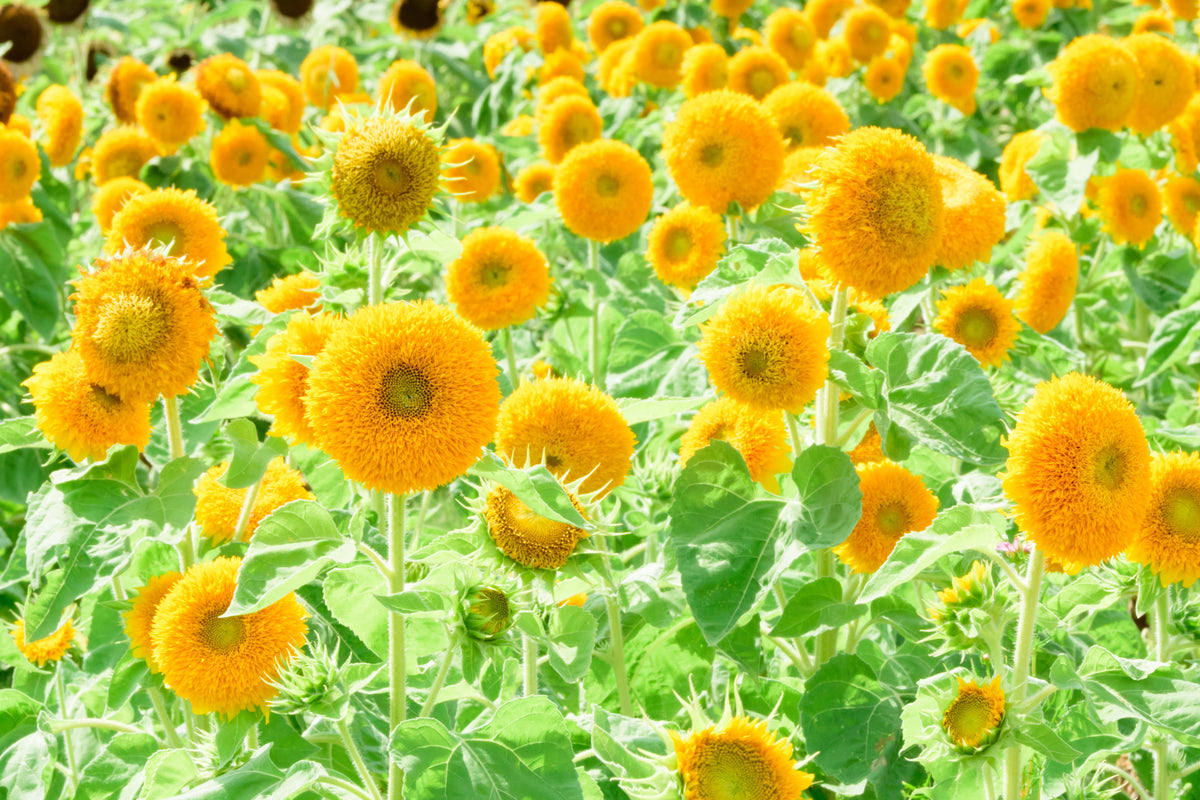 Double Dwarf Teddy Bear Sunflower (Helianthus annuus) Seeds – 150 ct