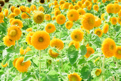 Double Dwarf Teddy Bear Sunflower (Helianthus annuus) Seeds – 150 ct