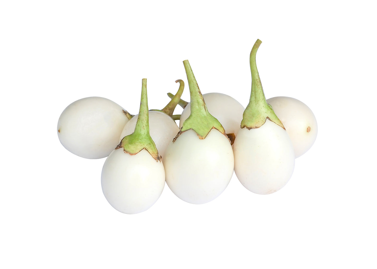 30 Easter Egg Plant (Ornamental Eggplant; Solanum Ovigerum) Seeds