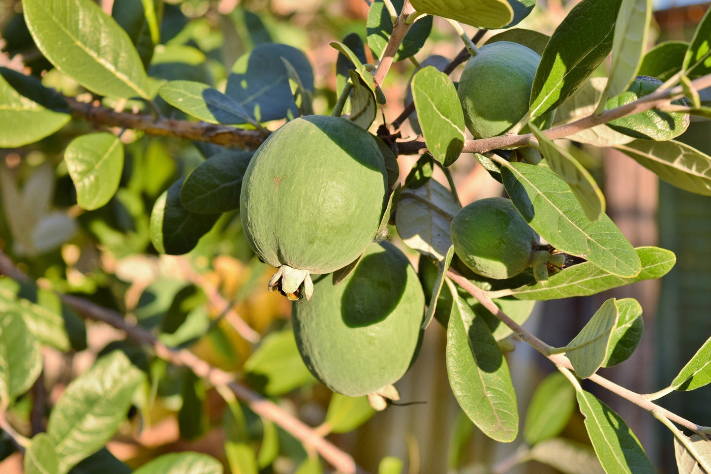 10 Pineapple Guava (Acca Guavasteen) Seeds