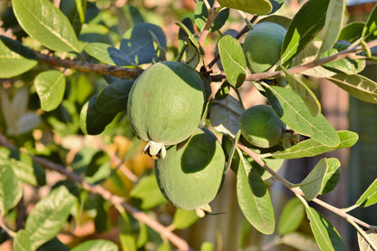 10 Pineapple Guava (Acca Guavasteen) Seeds