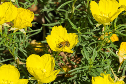 1000 Dwarf Yellow California Poppy (Eschscholzia Caespitosa) Seeds