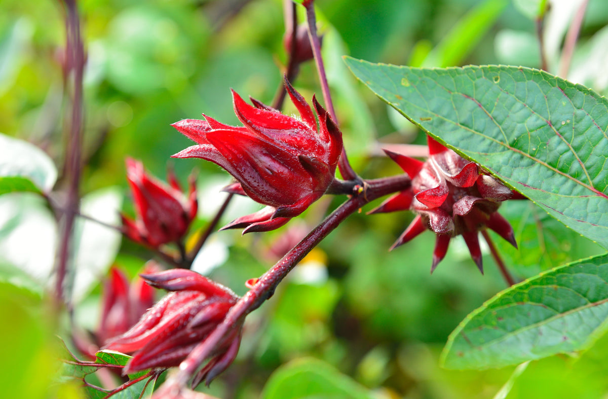 Roselle (Hibiscus sabdariffa) Seeds – 50 ct