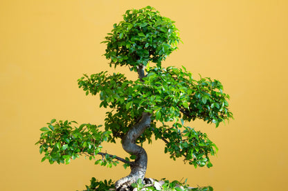 50 Chinese Elm Tree (Ulmus Parvifolia) Seeds