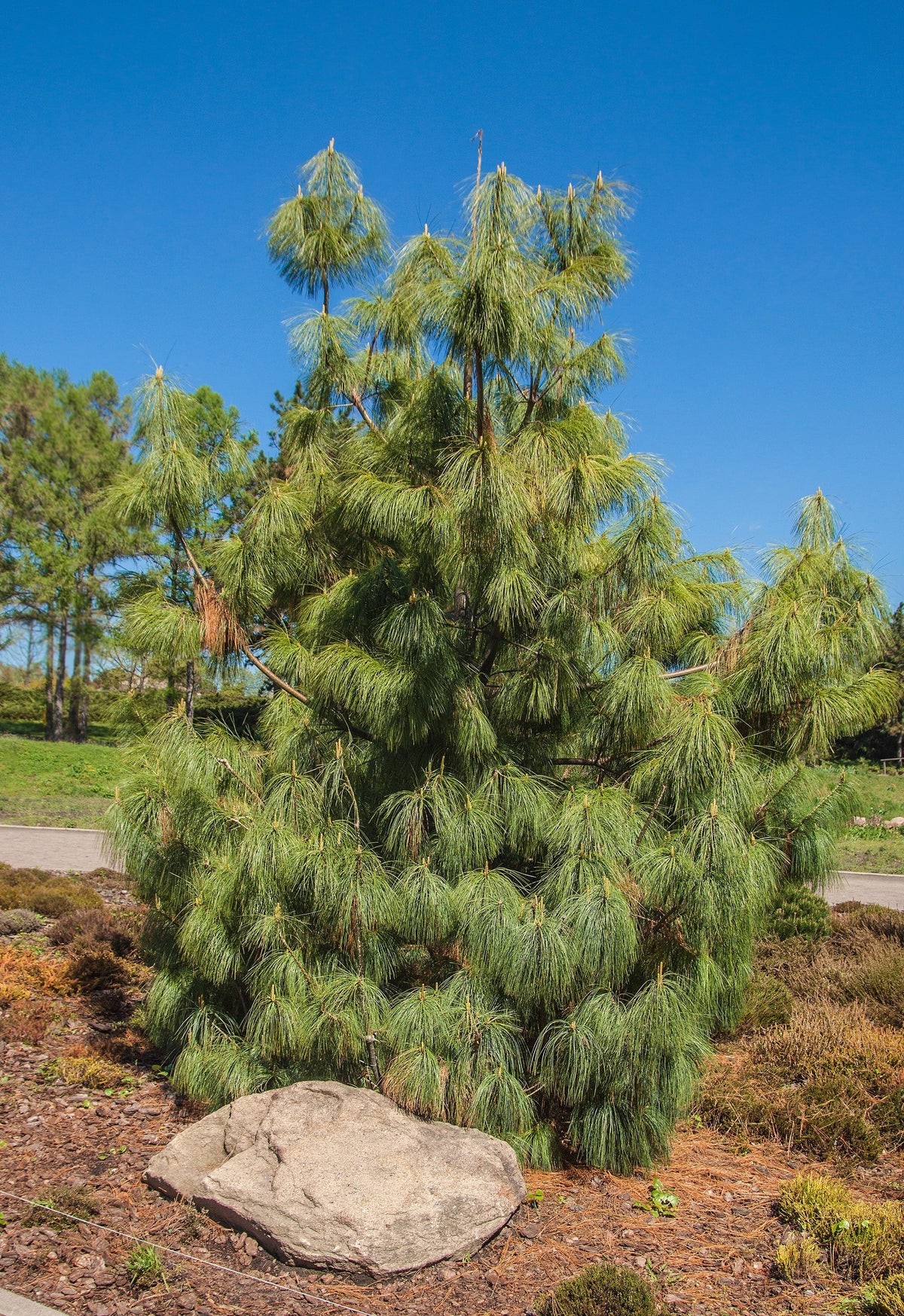 30 Mexican WEEPING PINE TREE Evergreen Pinus Patula Seeds