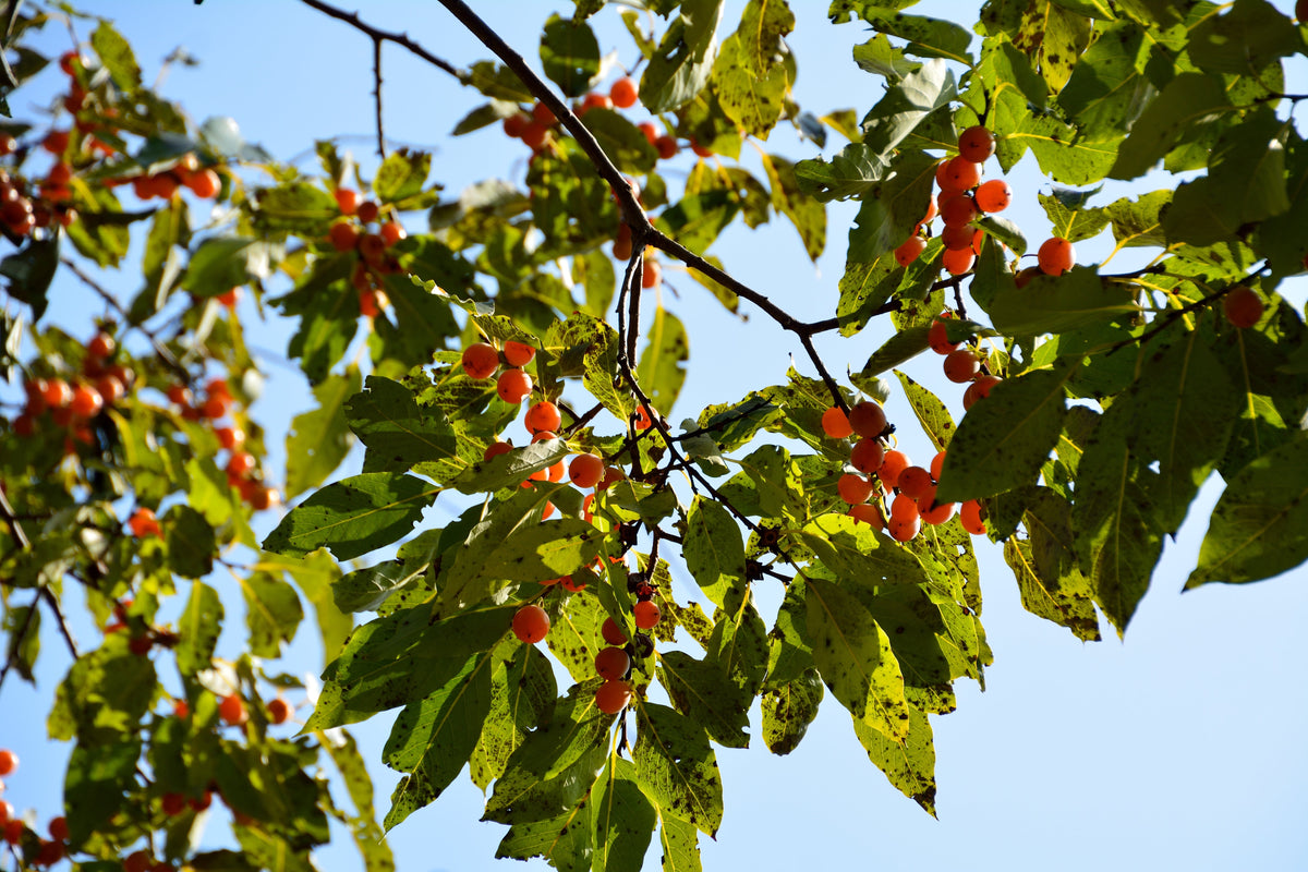 Date Plum Persimmon (Diospyros lotus) Seeds – 10 ct
