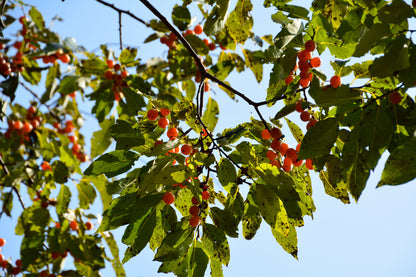Date Plum Persimmon (Diospyros lotus) Seeds – 10 ct