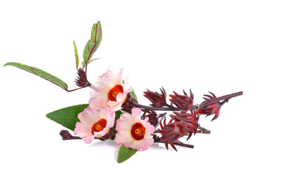 Roselle (Hibiscus sabdariffa) Seeds – 50 ct