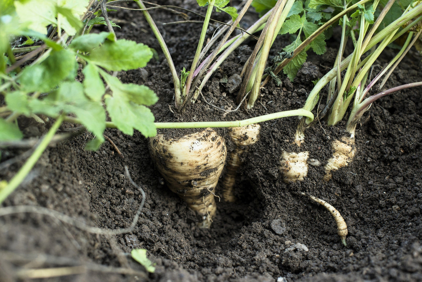 1000 All American Parsnip (Pastinaca Sativa) Seeds